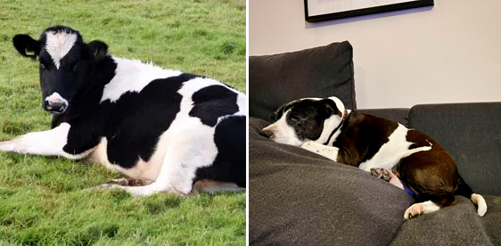 Holstein Friesian cow vs Indy, my Staffordshire Bull Terrier